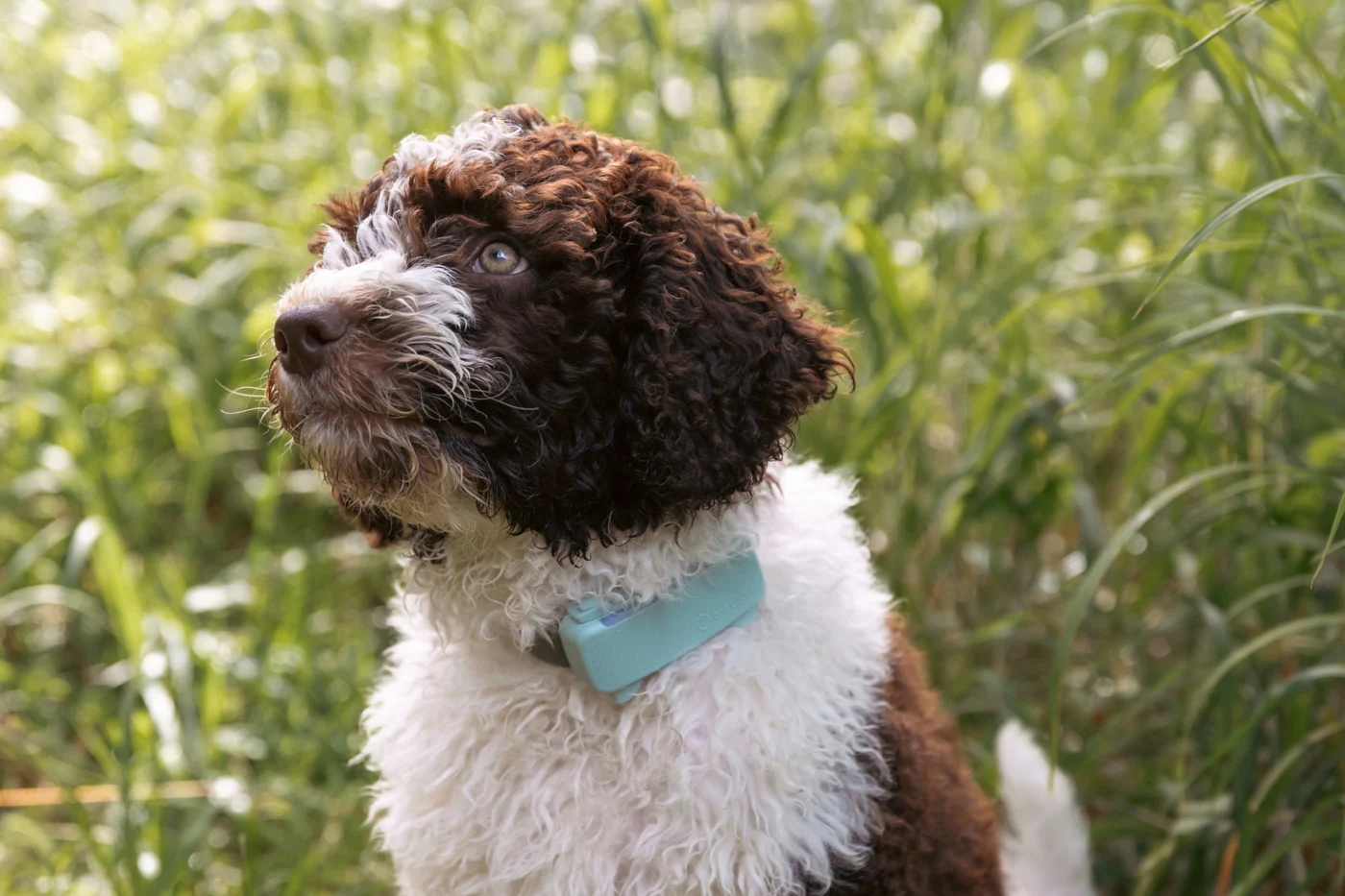 A dog enjoying a quiet walk outdoors